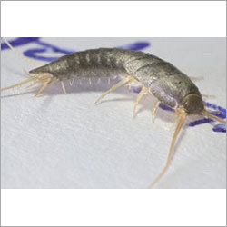 Silverfish Control