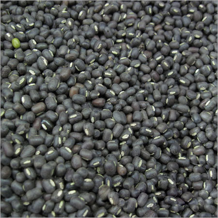 Urad