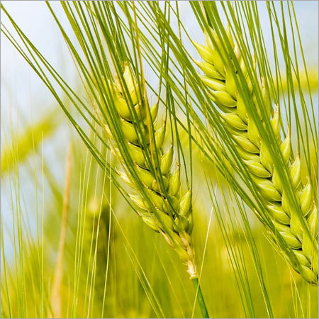 Grains