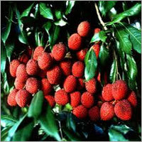 Litchi