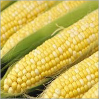 Corn