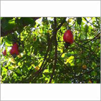 Cashew Tree