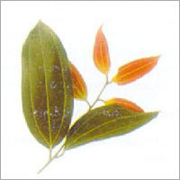 Green Cinnamon