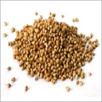 Coriander Seeds