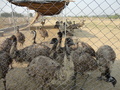 Emu Farming Services