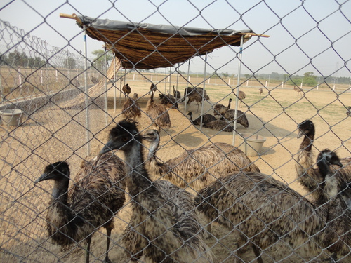 Emu Farming - Comprehensive Training Program | Commercial Farming, Expert Management, Certified Instructors, On-site/Remote Materials