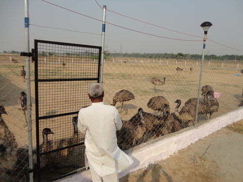 Emu Farming & Management