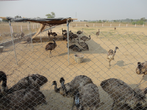Emu Birds Farming Service