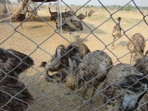 Emu Birds Farming