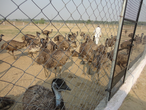 Emu Farm