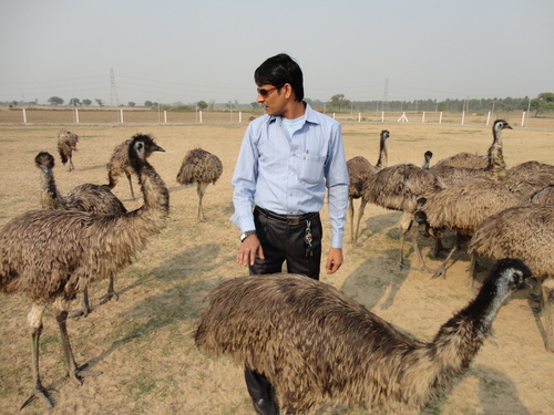 Emu Farming Consultancy Services