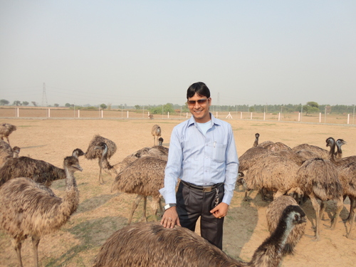 Emu Farm