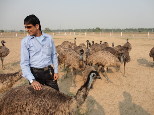 Emu Farm