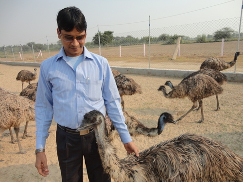 Emu Birds Training