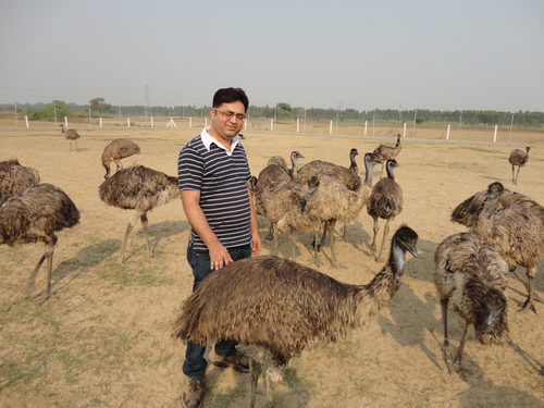 Emu Farm