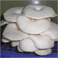 White Fresh Oyster Mushroom