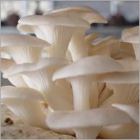 Oyster Mushroom