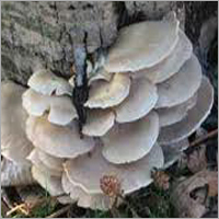 Mushroom & Truffle