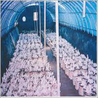 Mushroom Farm