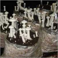 Milky Mushroom