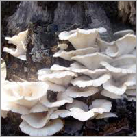 Fresh Oyster Mushroom