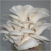 White Oyster Mushroom