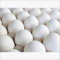 Indian White Eggs