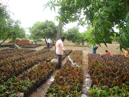 Grafted Mango Plants