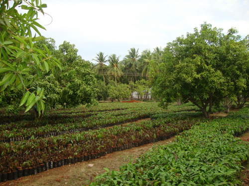 Grafted Mango Plants