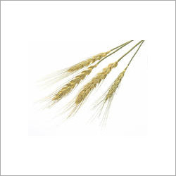 Aromatic Par Boiled Rice