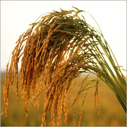 Agriculture Parboiled Rice