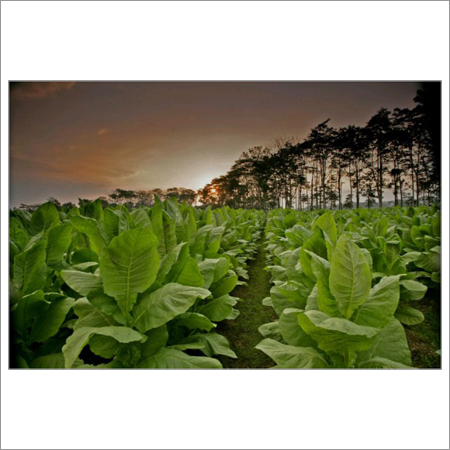 Organic Herbal