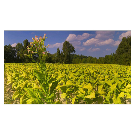 Organic Herbal (Cigarette)