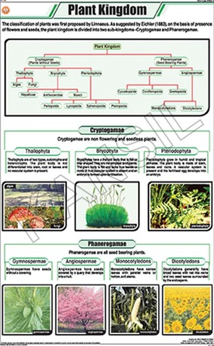 Plant Kingdom Chart