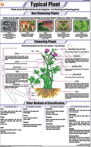 Typical Plant Chart