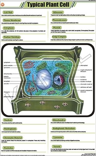 Typical Plant Cell Chart