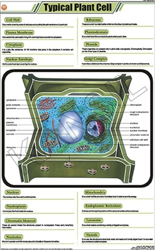 Typical Plant Cell Chart