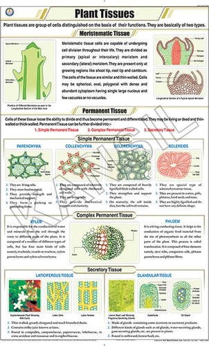 Plant Tissues Chart