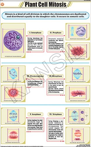 Plant Cell Mitosis Chart