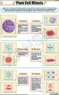 Plant Cell Mitosis Chart