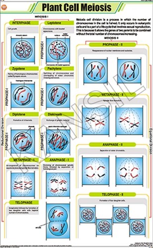 Plant Cell Meiosis Chart
