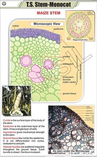 T.S. Stem - Monocot Chart