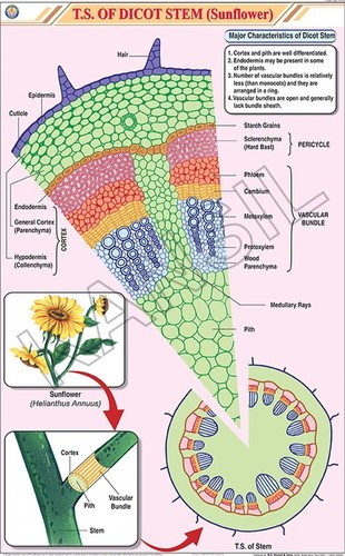 T.S. Dicot Stem  Chart