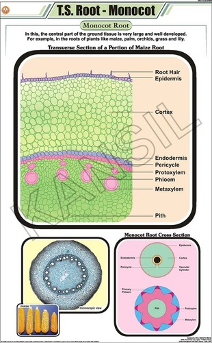 T.S. Root - Monocot