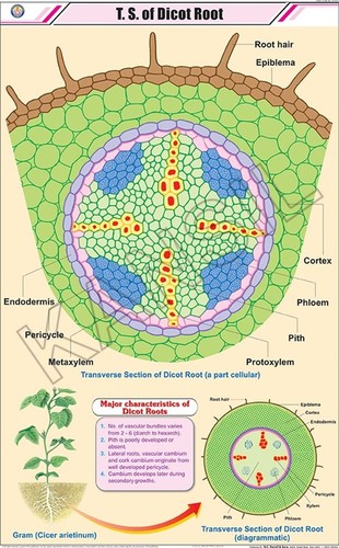 T.S. Of Dicot Root Chart