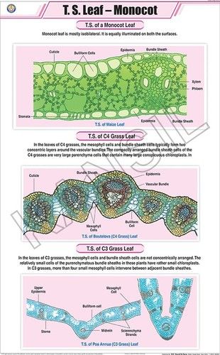 T.S Leaf - Monocot Chart