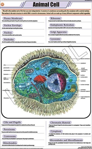 Animal Cell Chart
