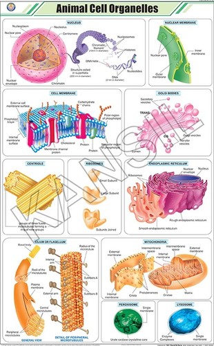 Animal Cell Organelles Chart