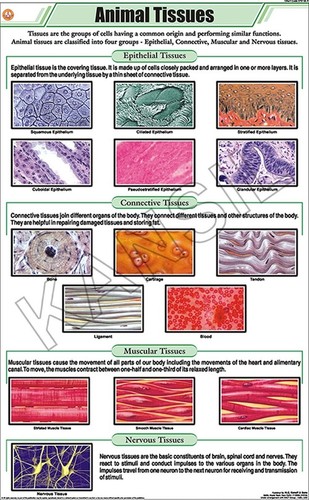 Animal Tissues Chart