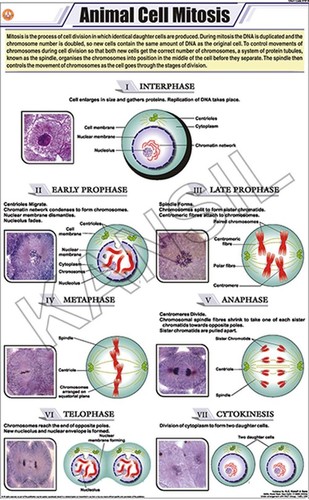 Animal Cell Mitosis Chart